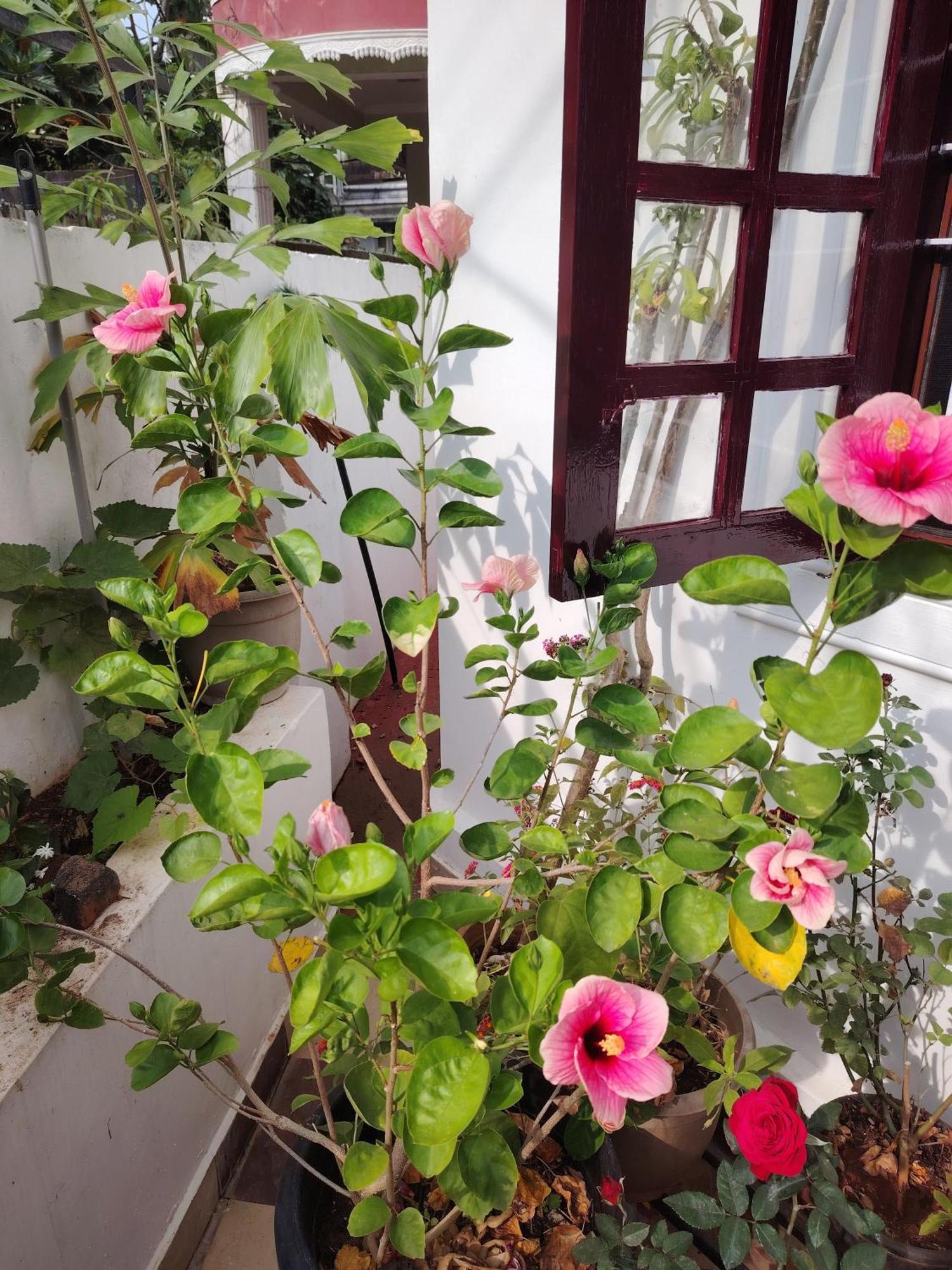 Beza Homestay Kochi Eksteriør billede
